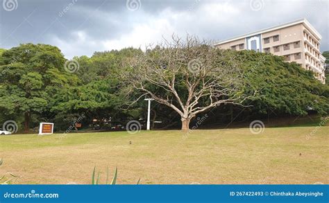 University of Peradeniya in Sri Lankan Stock Image - Image of colleged, university: 267422493