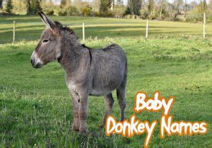 Top 100 Baby Donkey Names – Male & Female Names | PetPress