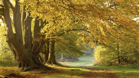 Woodland walks | National Trust