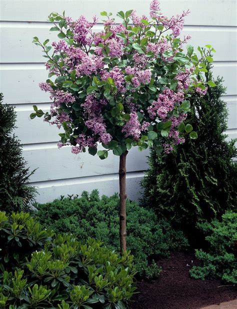 Meyer lilac 'Palibin' • Syringa meyeri 'Palibin' • Lilac 'Palibin'; a compact Chinese lilac ...