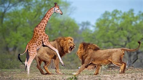 Lion vs Giraffe Lion lose - YouTube