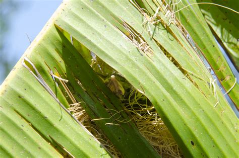 The Wayward Hawaiian: Hooded Oriole nest and chick