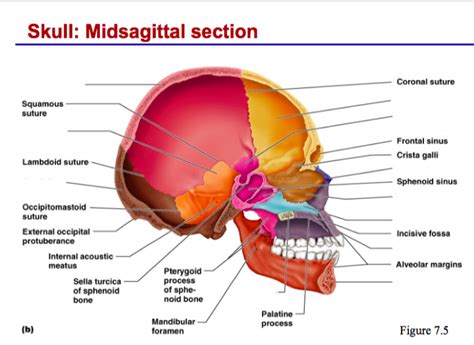 Skull: Midsagittal Diagram | Quizlet