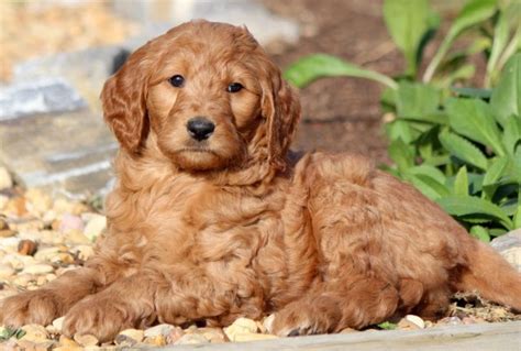 Goldendoodle Puppies for Sale - Keystone Puppies