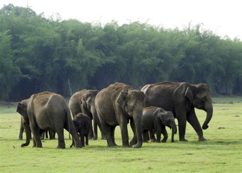 Indian elephants in the Western Ghats biodiversity hotspot. (© Photo by ...