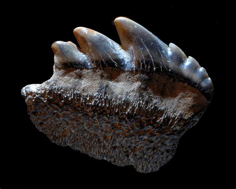 20130307_1570 | Fossilized tooth of Sevengill Shark, 14mm x … | Flickr