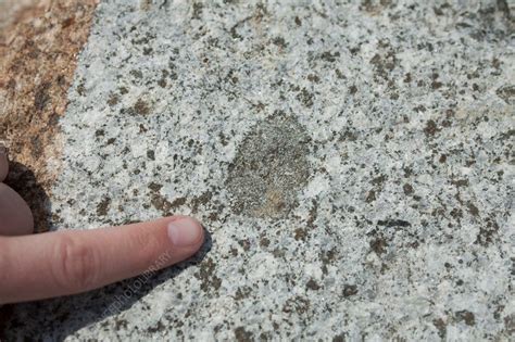 Xenolith - Stock Image - C013/7299 - Science Photo Library