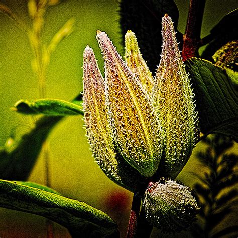 Ripening Milkweed Seed Pods Photograph by Roger Passman