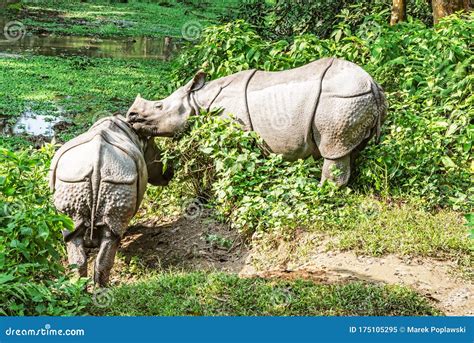 Rhinos in Chitwan National Park in Nepal Stock Image - Image of travel, trees: 175105295