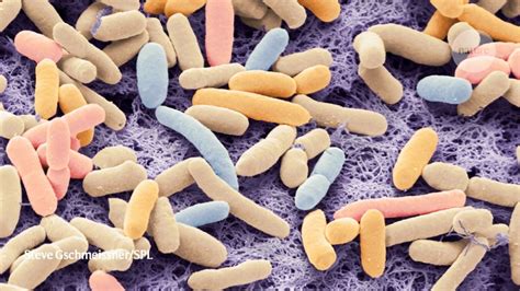 The Danger of Antibiotic Resistant Bacteria - Sandweg & Ager PC