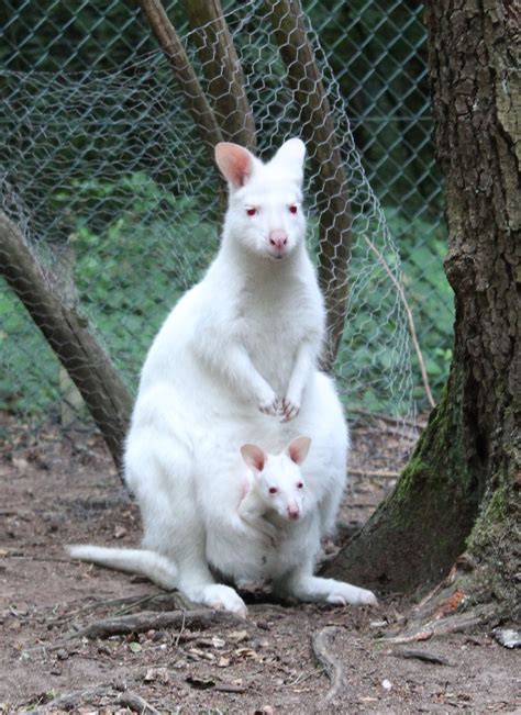 Albino Kangaroo