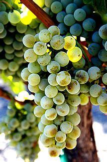 Sémillon - ,which is relatively easy to cultivate, consistently produces six to eight tons of ...