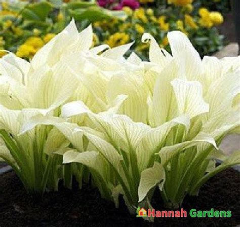 White Feather Hosta – Unbelievable/Rare – 1 Bareroot – Hannah Gardens