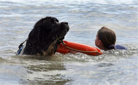 PDSA Order of Merit for lifesaving Newfie - Dogs Monthly