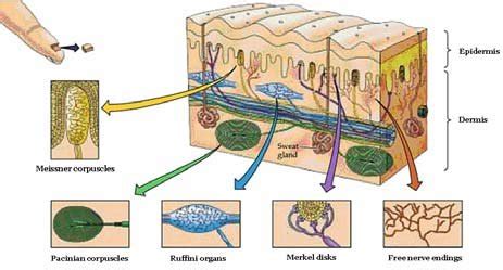 Skin mechanoreceptors [25] | Download Scientific Diagram