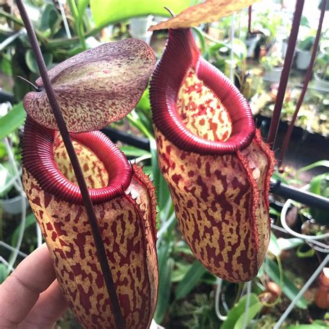 Carnivorous Plants Pitcher Plant