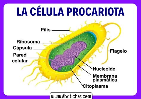 Anatomía interna y Partes de la Célula Procariota