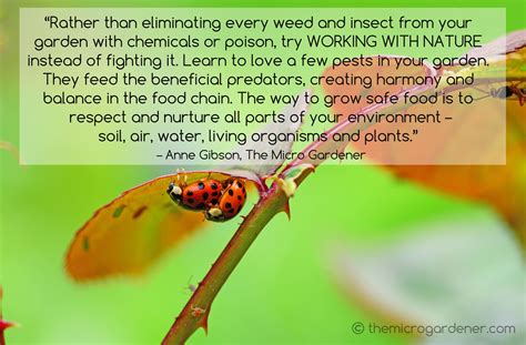 Ladybirds are natural predators of aphids. Instead of spraying poisons and toxic herbicides ...