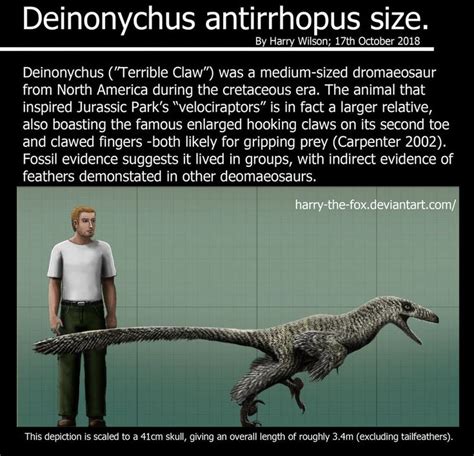 Deinonychus size by Harry-the-Fox on DeviantArt | Prehistoric animals, Big animals, Prehistoric