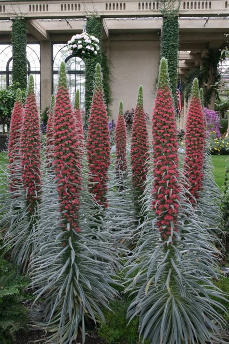 Bold and Beautiful: The Life of Echium Wildpretii | Longwood Gardens