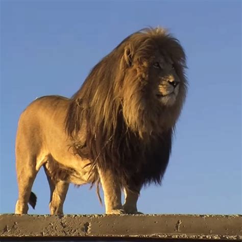 Sanctuary supports lion conservation with breathtaking video