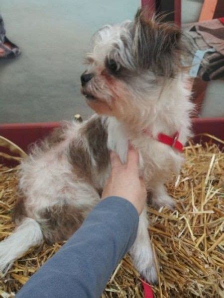 Shih Tzu Dog for Adoption in Elyria, Ohio - Elmo in Elyria, Ohio | Dog adoption, Rescue dogs for ...