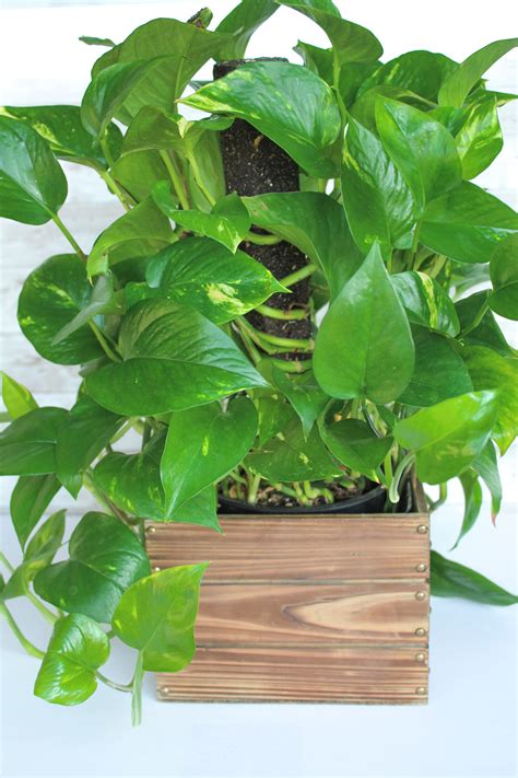 10 Low-Light Indoor Plants the Can Thrive in Your Home and Office - Grow a Garden You Love