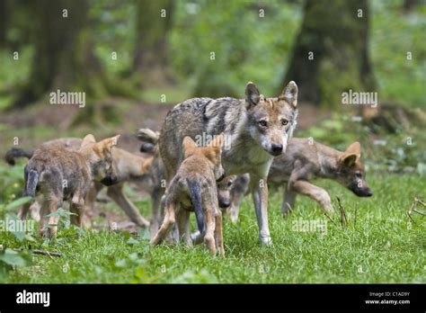 Cachorro de lobo gris fotografías e imágenes de alta resolución - Alamy