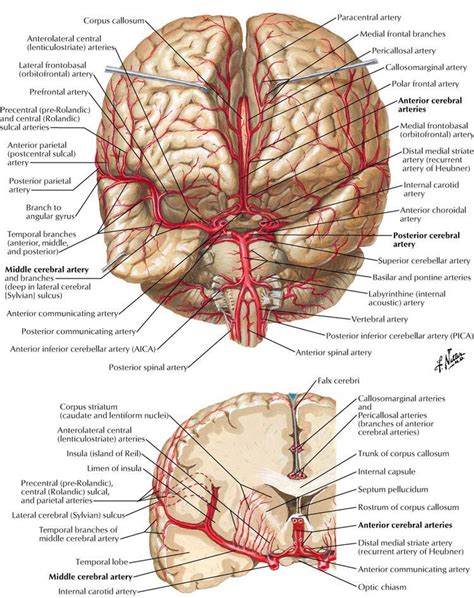 #Muscles #Anatomy & #Physiology #Health #Fitness #Training #Muscle #Bone #Brain | Brain anatomy ...