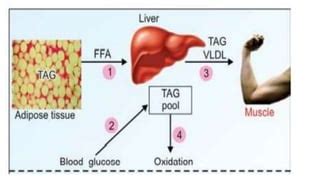 triacylglycerol metabolism | PPT