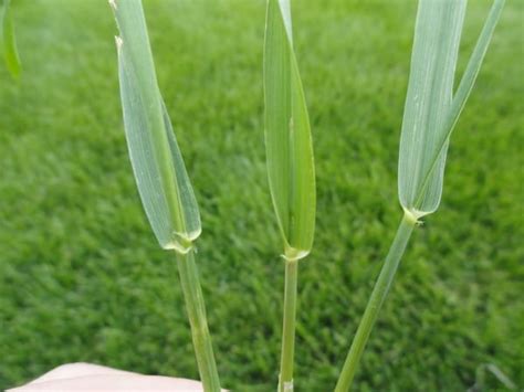 Quackgrass vs Crabgrass: Identification & Differences (With Pictures ...