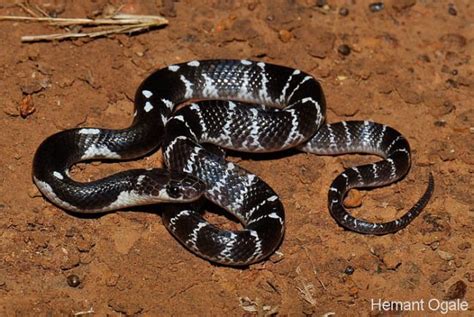 Common Krait (Snakes Of Peninsular India) · iNaturalist