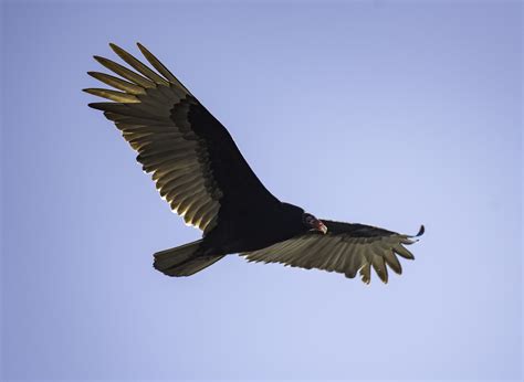 Vulture in flight in full Wingspan image - Free stock photo - Public Domain photo - CC0 Images