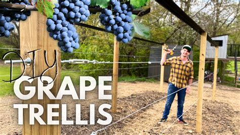 The Best Homestead GRAPE TRELLIS - YouTube