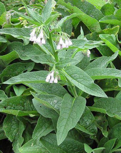 True Comfrey (Symphytum officinale), Common Comfrey: Seeds, Root ...