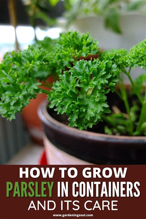 How To Grow Parsley In Containers And Its Care | Growing parsley, Healthy herbs, Hanging plants ...