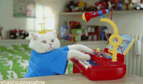 Cat Playing GIF - Find & Share on GIPHY