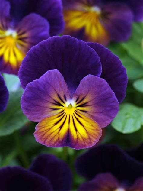 Viola Northern Lights | Bluestone Perennials