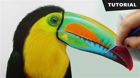 Toucan color pencil drawing original 5x7 tropical bird wall art bird pencil drawing original ...