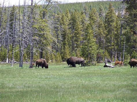 1920x1080px, 1080P Free download | American Bison herd West Yellowstone ...