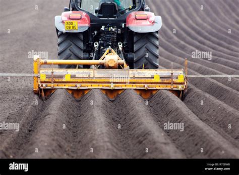 Potatoes planting, potato production, tractor rows Spring potato ...