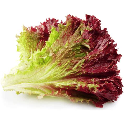 Red Leaf Lettuce | Lettuce | Riesbeck