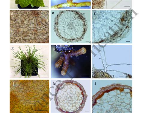 A-F: Ectomycorrhizal synthesis between Betula costata and Tuber ...