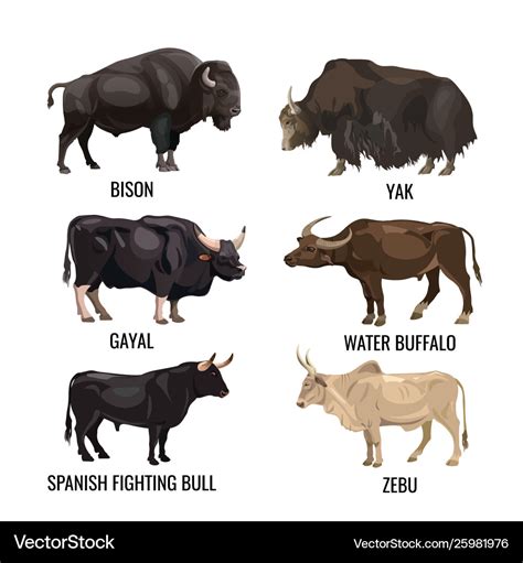 Difference Between Cow Bull Buffalo Ox - All About Cow Photos