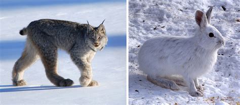a Canadian lynx and a snowshoe hare