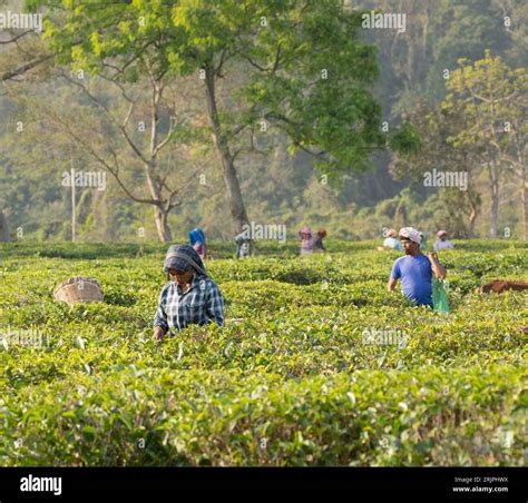 Tea pickers in a tea garden in Assam, India Stock Photo - Alamy