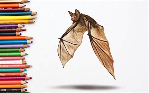 Realistic Bat Drawing