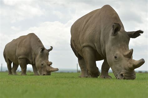 Hybrid embryos made to save the doomed northern white rhino | New Scientist