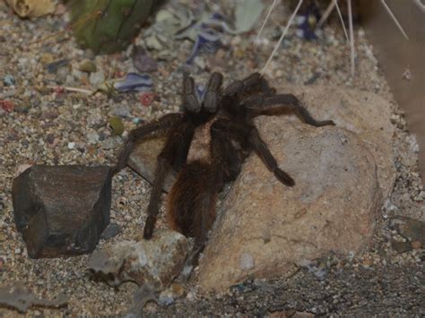 The Online Zoo - Western Desert Tarantula