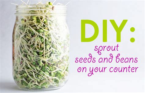 How to Sprout Seeds and Beans On Your Kitchen Counter